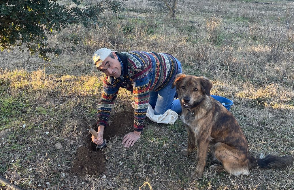 Campo de encinas truferas